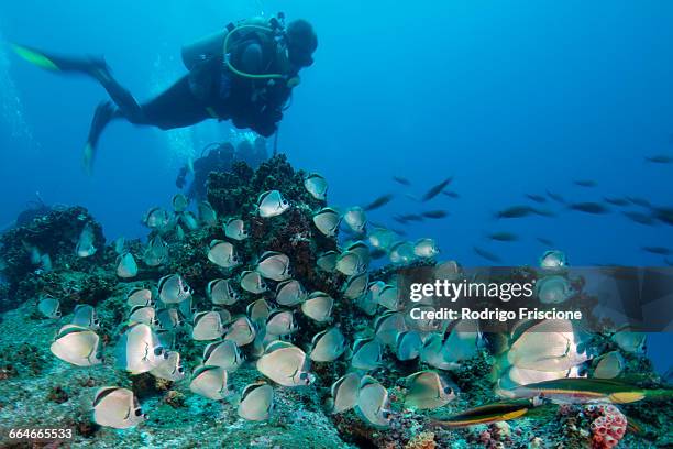 scuba diver observes large school of barber fish, socorro island, colima, mexico - ソコロ島 ストックフォトと画像