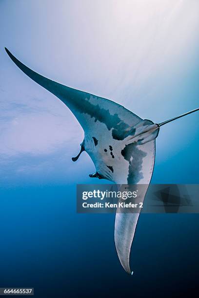 giant oceanic manta ray - ソコロ島 ストックフォトと画像