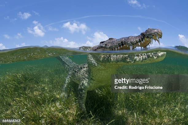 american crocodile (crodoylus acutus) looking out from surface of shallow waters of chinchorro atoll biosphere reserve, quintana roo, mexico - australian saltwater crocodile ストックフォトと画像