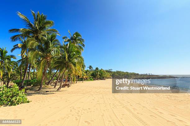 golden beach and palm trees at hulopoe beach park, lanai island, hawaii, usa - lanai ストックフォトと画像