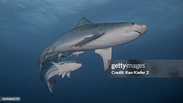 tiger shark and cobia - tiger shark stock pictures, royalty-free photos & images