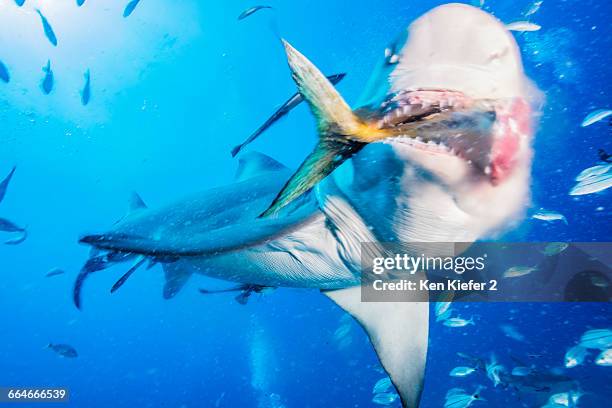 lemon shark eating tuna tail - sharks eat sharks stock pictures, royalty-free photos & images