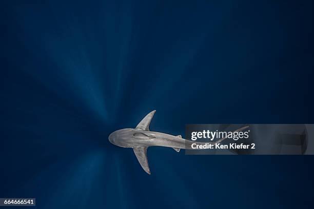 overhead view of sandbar shark - hai stock-fotos und bilder