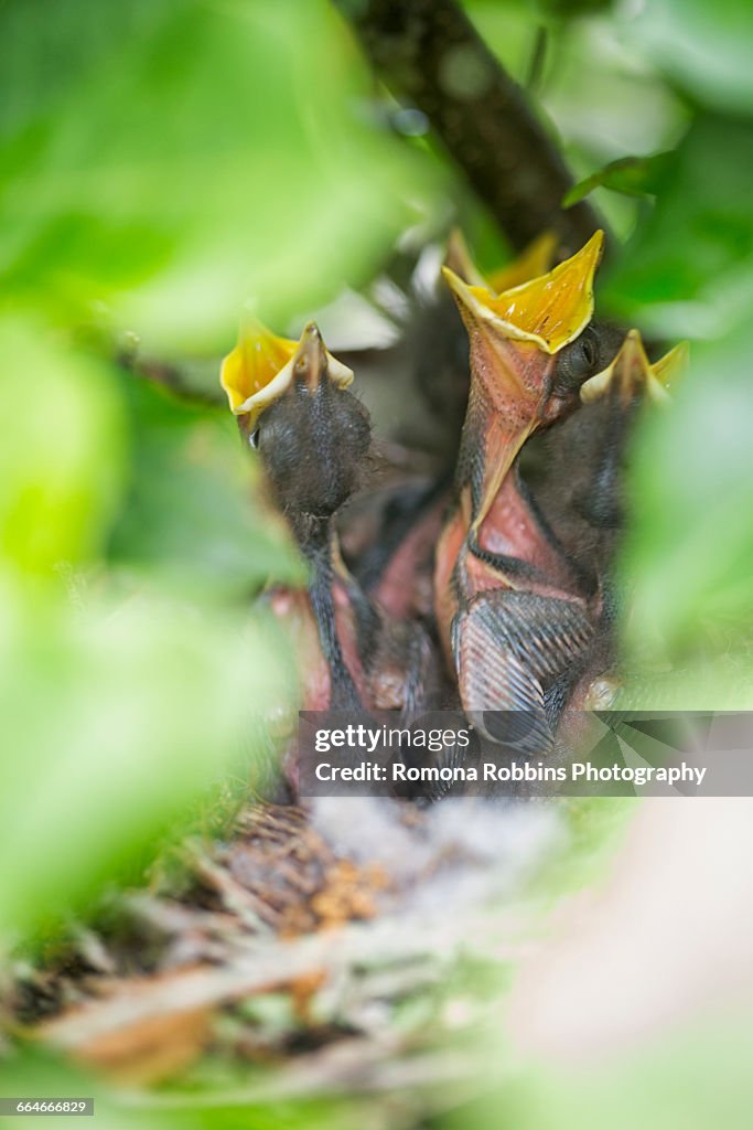 Florida State bird, northern mockingbird chicks (Mimus polyglottos) in nest waiting for food