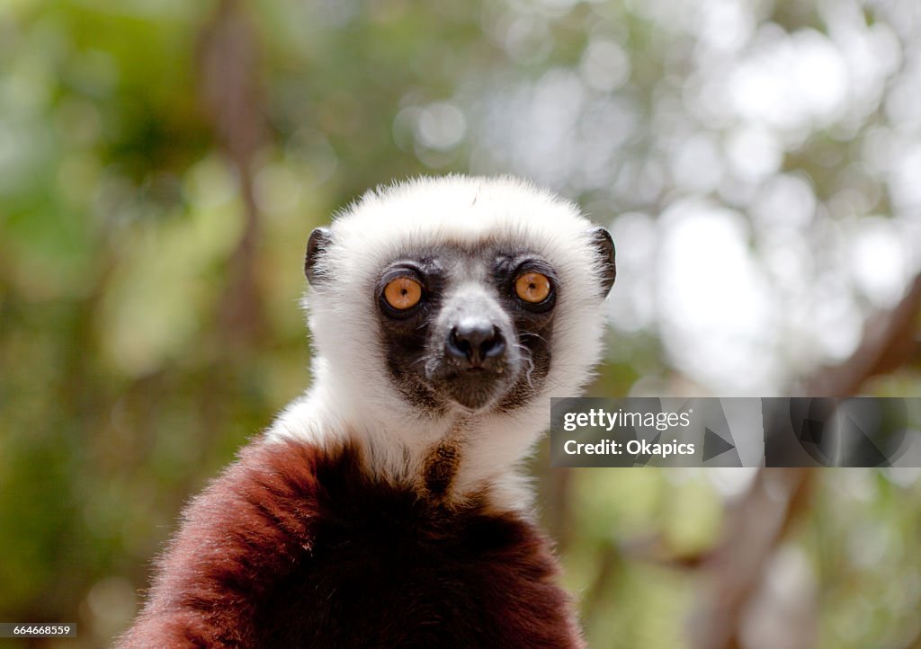 Coquerels sifaka (propithecus coquereli) looking at camera, Antananarivo, Madagascar