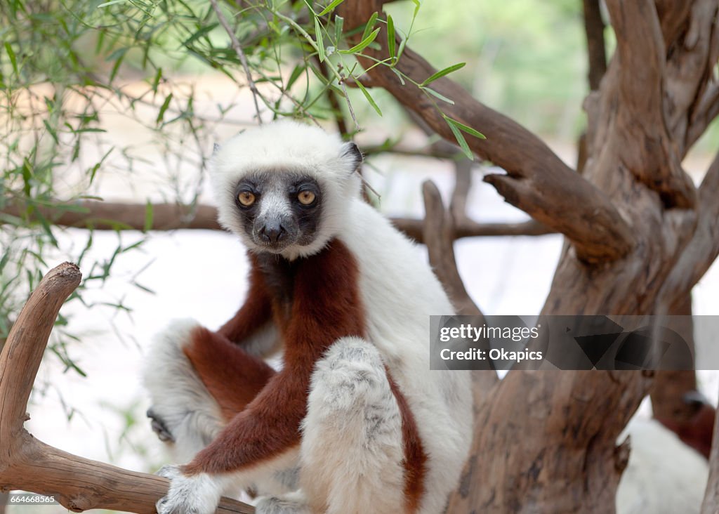 Coquerels sifaka (propithecus coquereli) in tree, Antananarivo, Madagascar