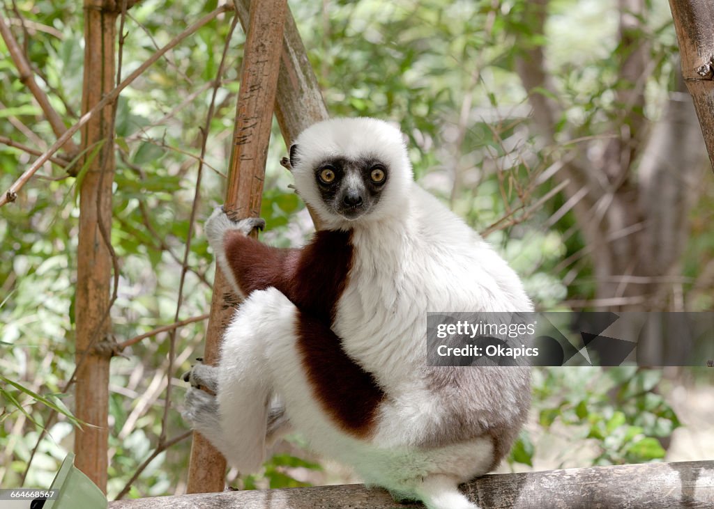 Coquerels sifaka (propithecus coquereli) climbing tree, Antananarivo, Madagascar