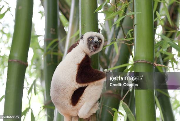 coquerels sifaka (propithecus coquereli) climbing bamboo plant, antananarivo, madagascar - lemur stockfoto's en -beelden