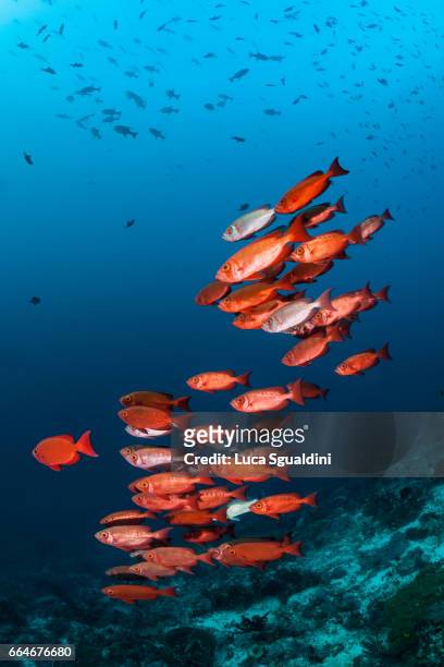 red on blue - school of fish stock pictures, royalty-free photos & images
