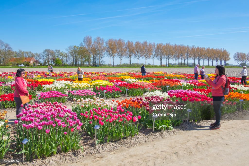 Personas que buscan las variaciones del tulipán en un campo en primavera