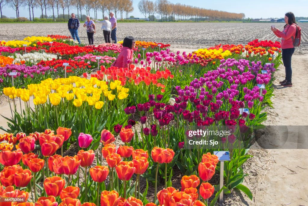 Personas que buscan las variaciones del tulipán en un campo en primavera
