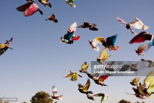 colombiculture. the art of pigeon - klapwieken stockfoto's en -beelden