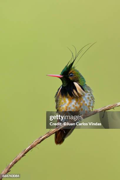 black-crested coquette (lophornis helenae) - black crested coquette imagens e fotografias de stock