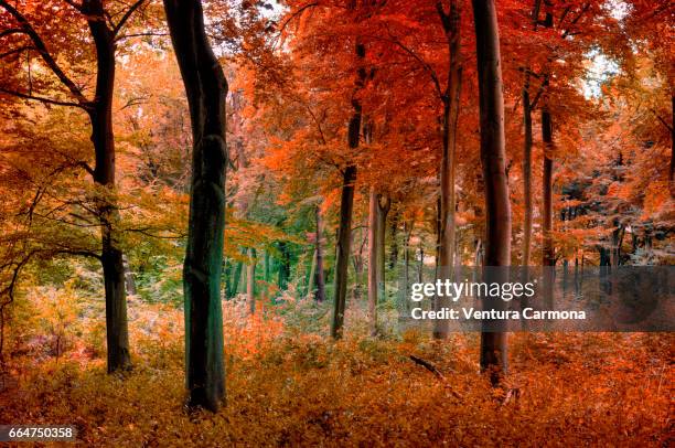 forest in autumn - freizeitaktivität imagens e fotografias de stock