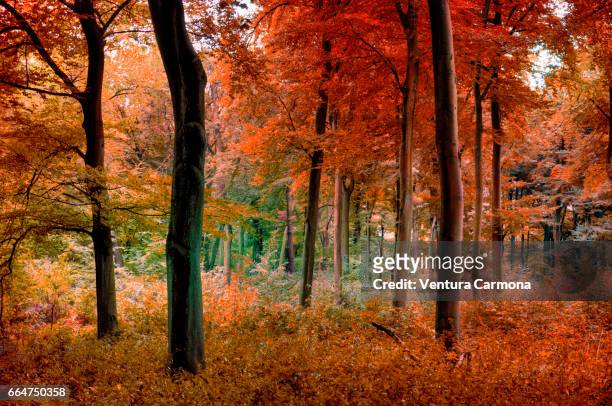 forest in autumn - freizeitaktivität im freien bildbanksfoton och bilder