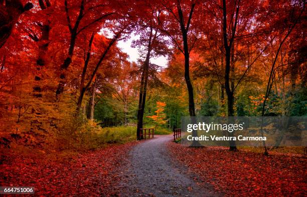 forest road in autumn - herbstlaub stock pictures, royalty-free photos & images