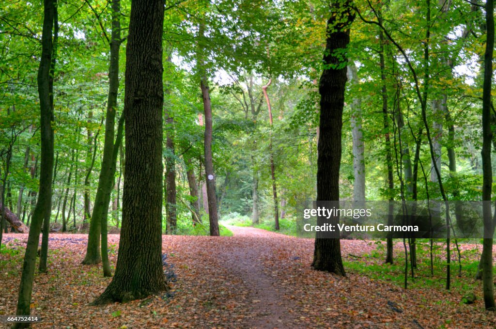 Forest Road