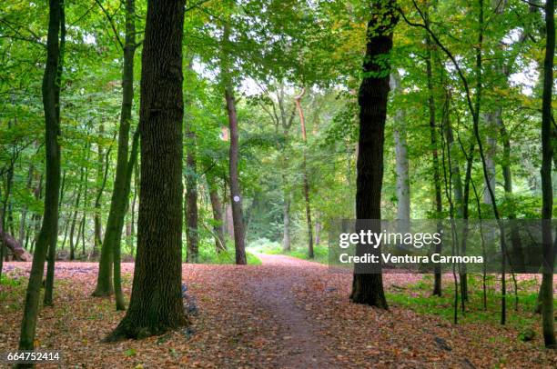 forest road - freizeitaktivität im freien bildbanksfoton och bilder