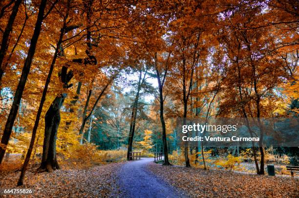 forest road in autumn - herbstlaub stock pictures, royalty-free photos & images