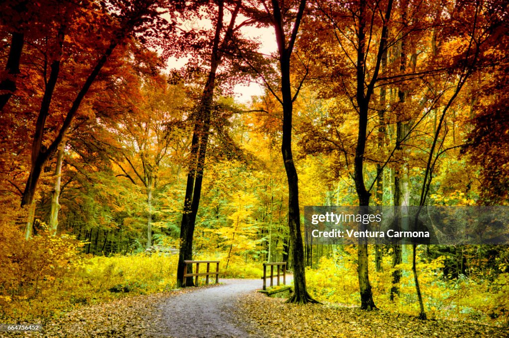 Forest Road in Autumn