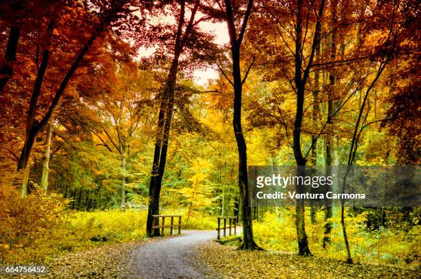 forest road in autumn - laubbaum stock pictures, royalty-free photos & images
