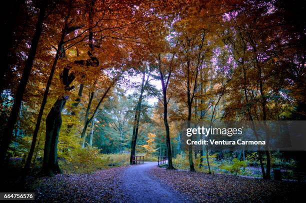 forest road in autumn - sinnlichkeit stock pictures, royalty-free photos & images