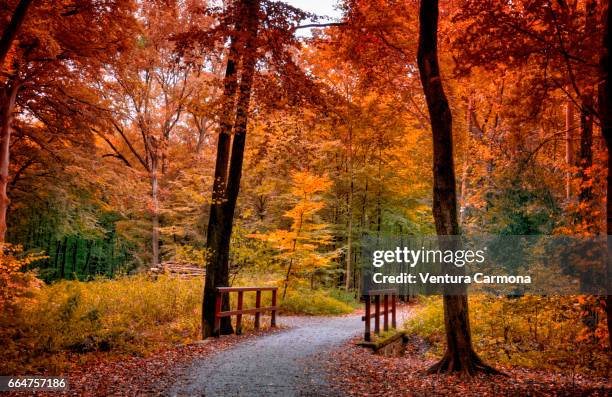 forest road in autumn - baum herbst imagens e fotografias de stock