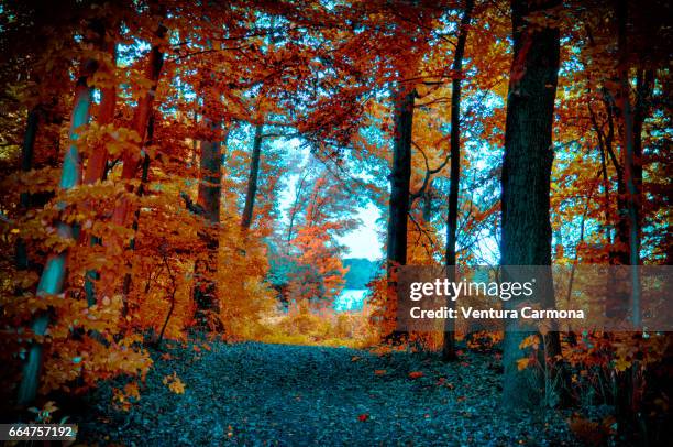 forest road in autumn - herbstlaub stock pictures, royalty-free photos & images