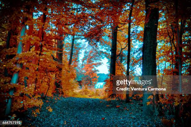 forest road in autumn - freizeitaktivität im freien bildbanksfoton och bilder