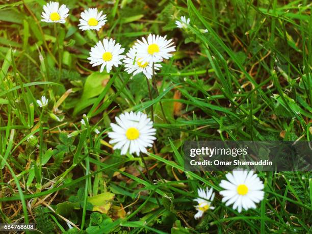 daisies growing in between green grass - omar shamsuddin stock-fotos und bilder