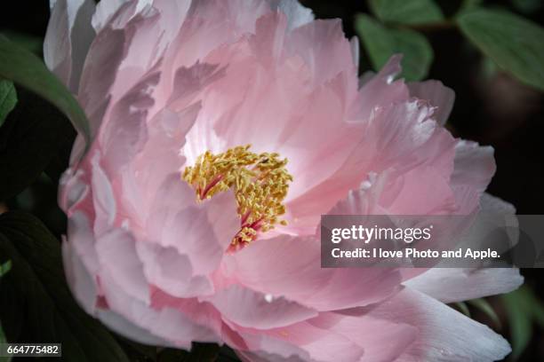 winter peony - 一月 stock-fotos und bilder