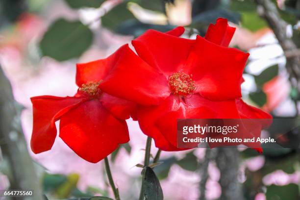 red roses - バラ stock-fotos und bilder