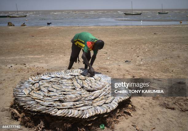 Tirkanda Fish 3,129 Tony Huge Photos & High Res Pictures - Getty Images