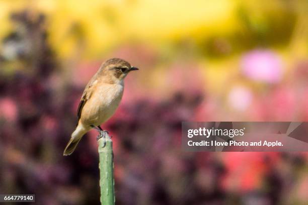 narcissus flycatcher - ワイルドライフ - fotografias e filmes do acervo