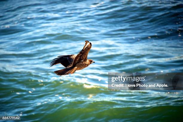 black kite - 飛ぶ stockfoto's en -beelden