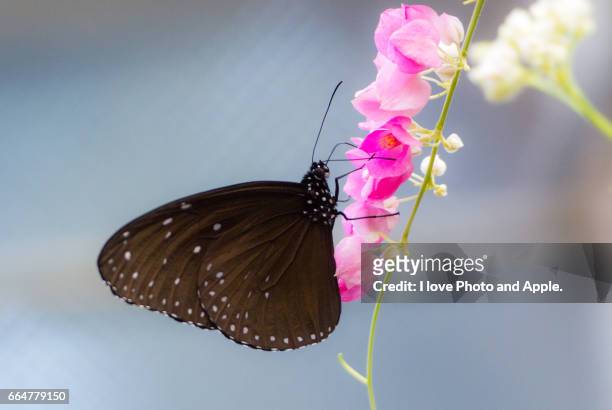 butterfly and flower - ブーゲンビリア fotografías e imágenes de stock