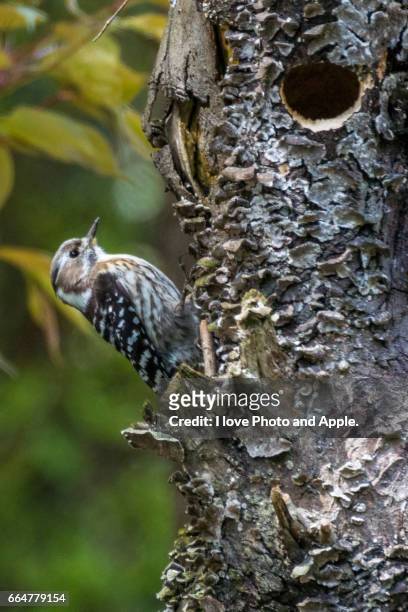 japanese pygmy woodpecker - 穴 stock-fotos und bilder