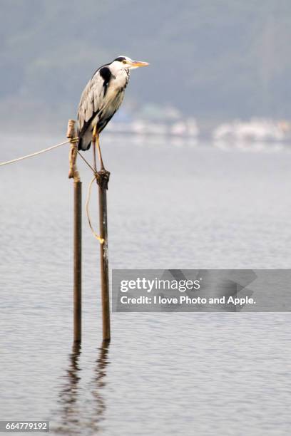 gray heron - 長い fotografías e imágenes de stock