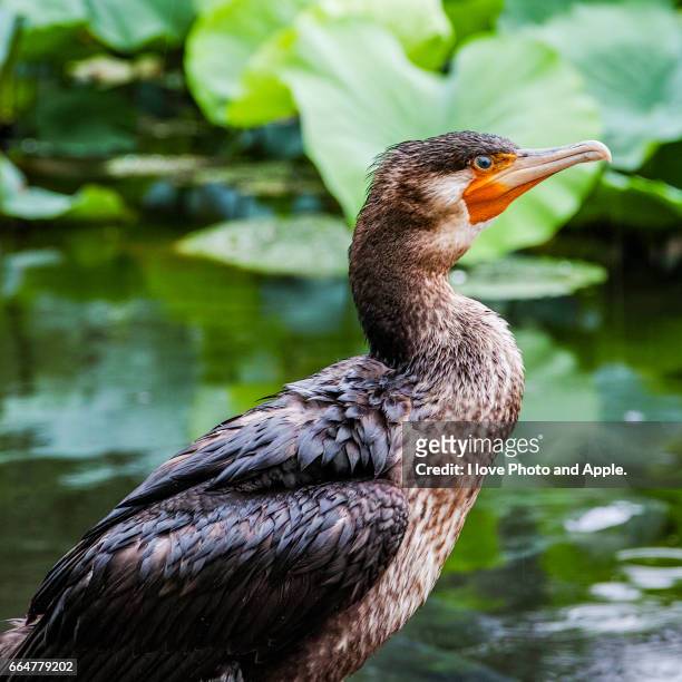 great cormorant - 動物の世界 stock pictures, royalty-free photos & images