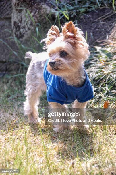 blue t-shirt dog - 大阪府 stockfoto's en -beelden