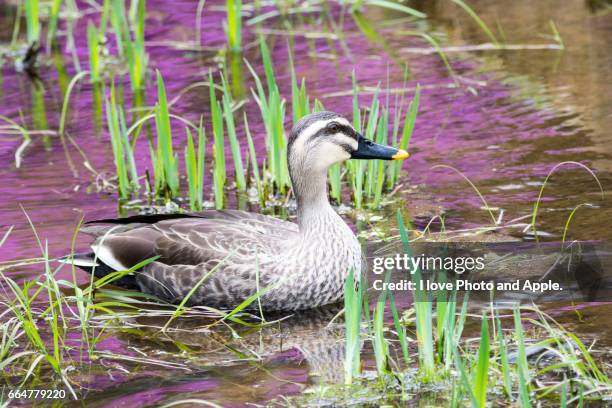 grey duck - 鳥 stock pictures, royalty-free photos & images