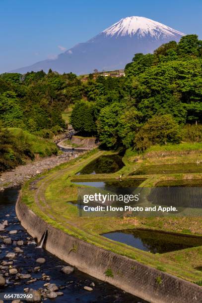 spring fuji view - 植える fotografías e imágenes de stock