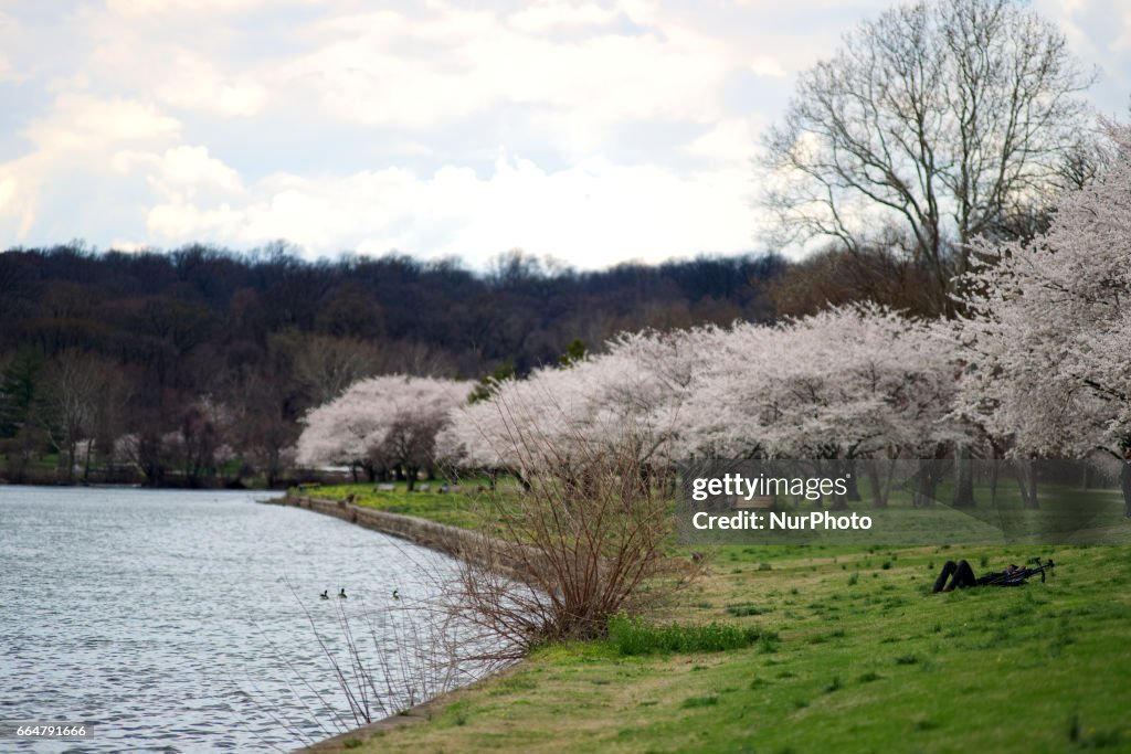 Cherry Blossom in Philadelphia, PA