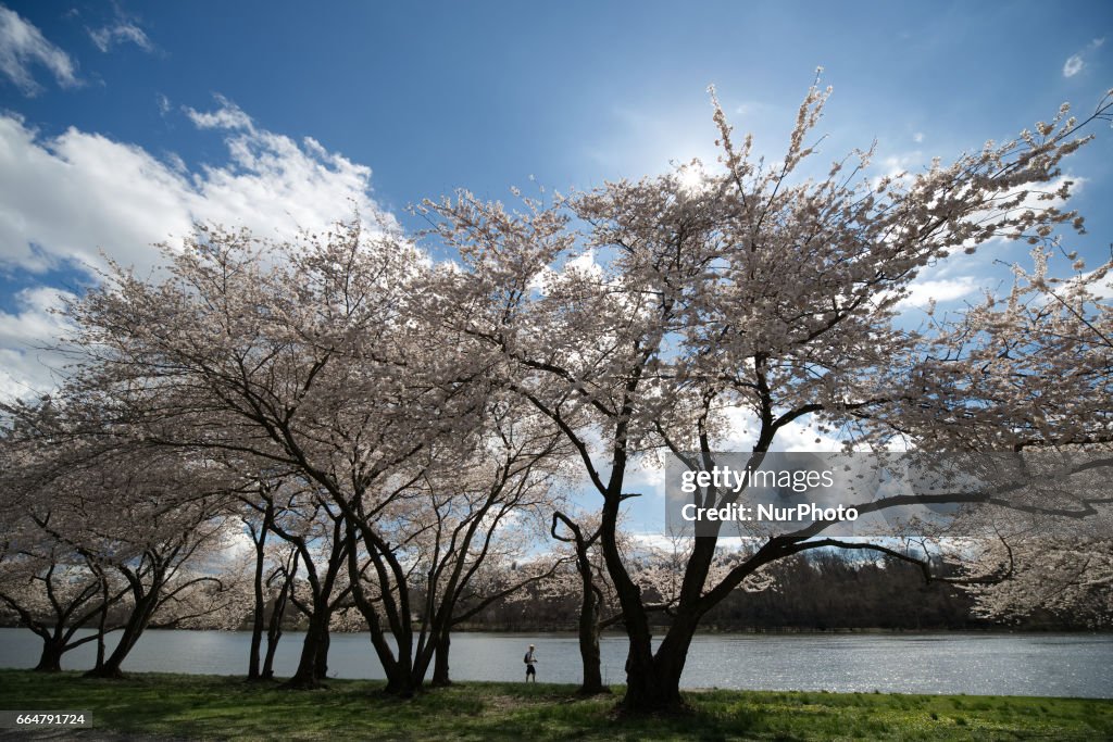 Cherry Blossom in Philadelphia, PA