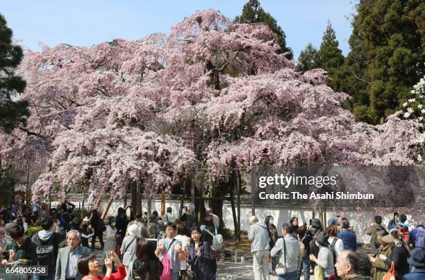 People enjoy cherry blossom in bloom at Daigoji Temple on April 5, 2017 in Kyoto, Japan.