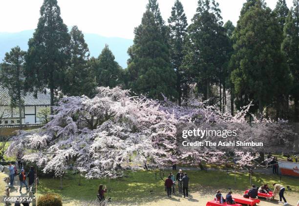 People enjoy cherry blossom in bloom at Daigoji Temple on April 5, 2017 in Kyoto, Japan.