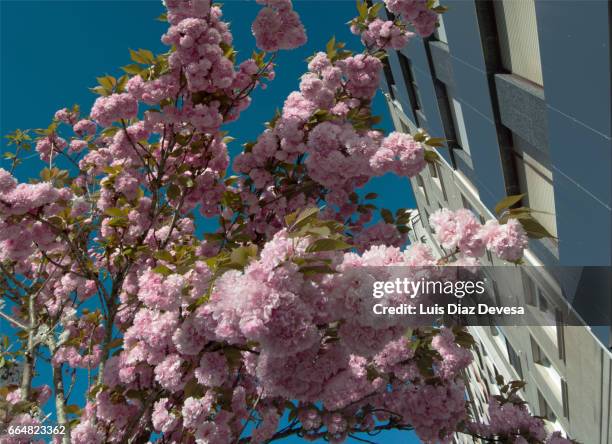 pink cherry blossom - calle principal calle 個照片及圖片檔