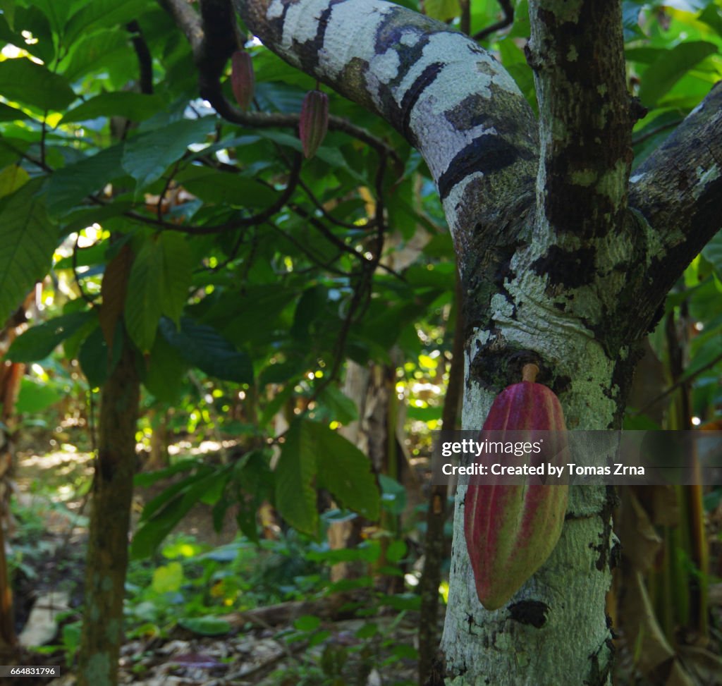 Cocoa fruit on a plantation near Baracoa