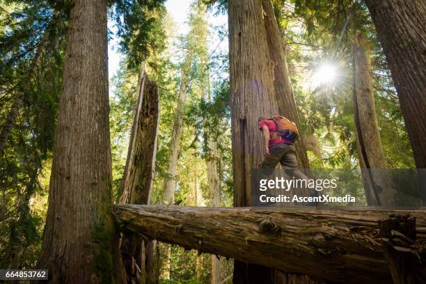 hiking ancient cedars - british columbia stock pictures, royalty-free photos & images
