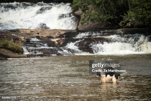 waterfall - água stock pictures, royalty-free photos & images